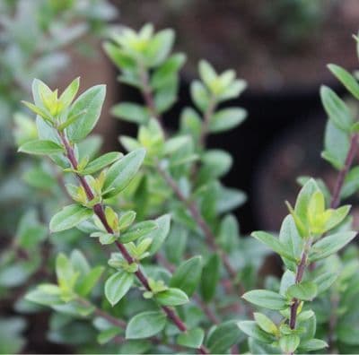 Myrtus Tarentina 3 Litre