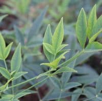 Nandina domestica Brightlight 3 Litre