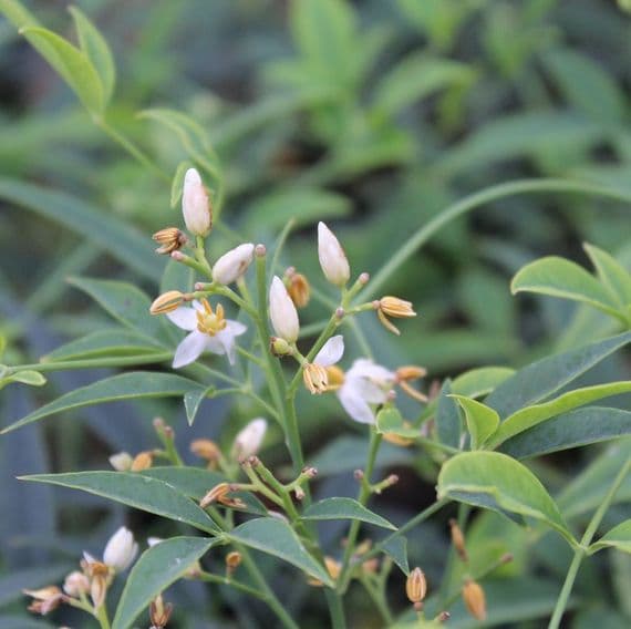 Nandina domestica Brightlight 3 Litre