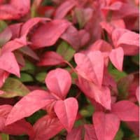 Nandina domestica Fire Power 3 Litre