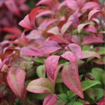 Nandina domestica Fire Power 3 Litre