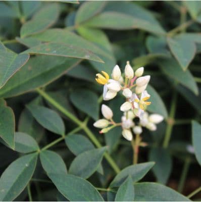 Nandina domestica Flirt 3 Litre