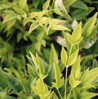 Nandina domestica Lemon Lime 3 Litre