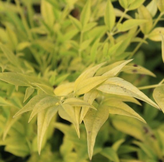 Nandina domestica Lemon Lime 3 Litre