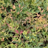 Nandina domestica Magical Sunrise 3 Litre