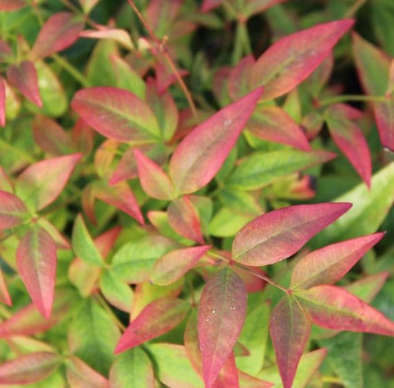 Nandina domestica Magical Sunrise 3 Litre