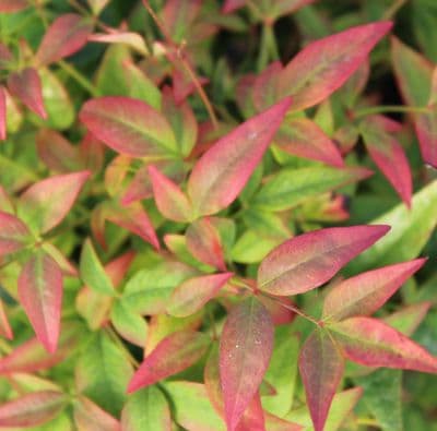 Nandina domestica Magical Sunrise x 3 Litre