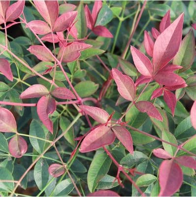 Nandina Obsessed Seika