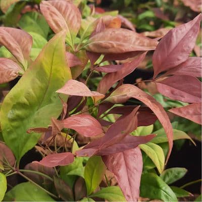 Nandina Pink Blush 3 Litre