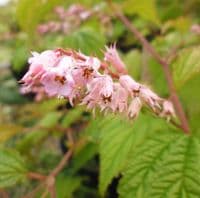 Neillia thibetica x 3 Litre