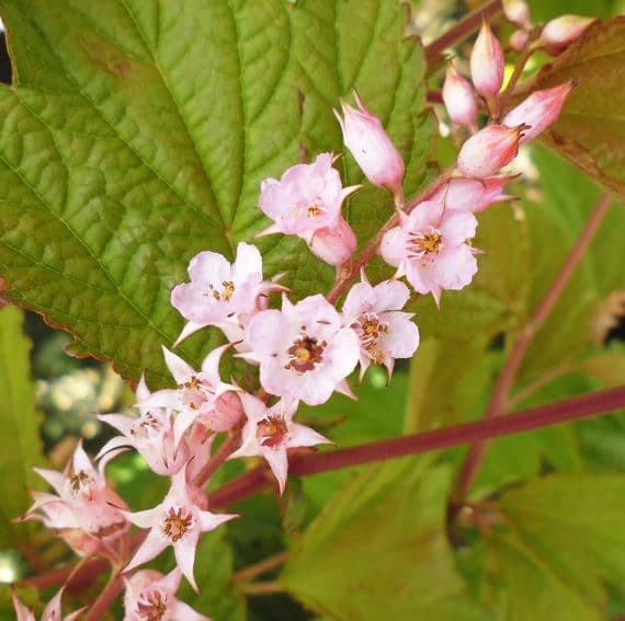 Neillia thibetica x 3 Litre