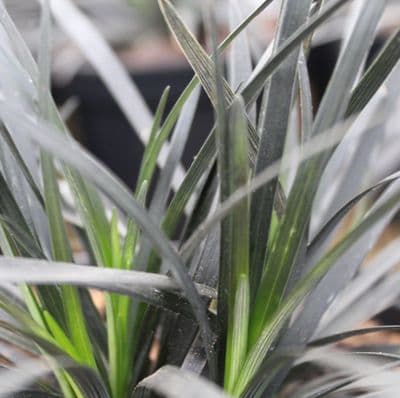 Ophiopogon plan Black dragon