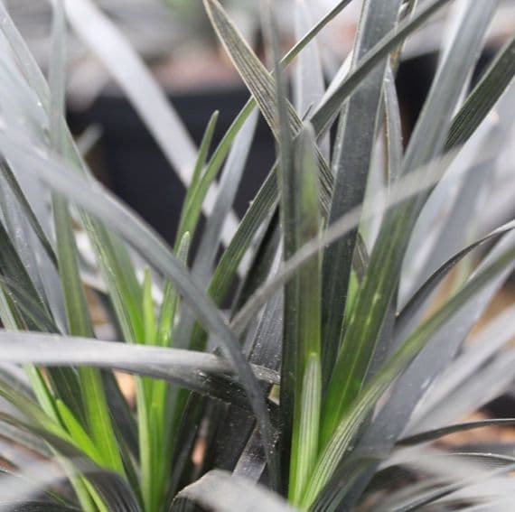 Ophiopogon plan Black dragon