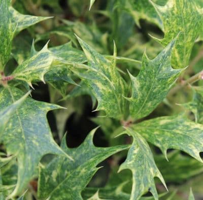 Osmanthus heterophyllus Goshiki 3 Litre