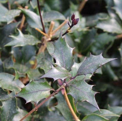 Osmanthus heterophyllus Purpureus 3 Litre