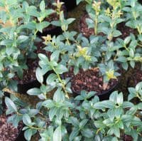 Osmanthus x Burkwoodii 3 Litre