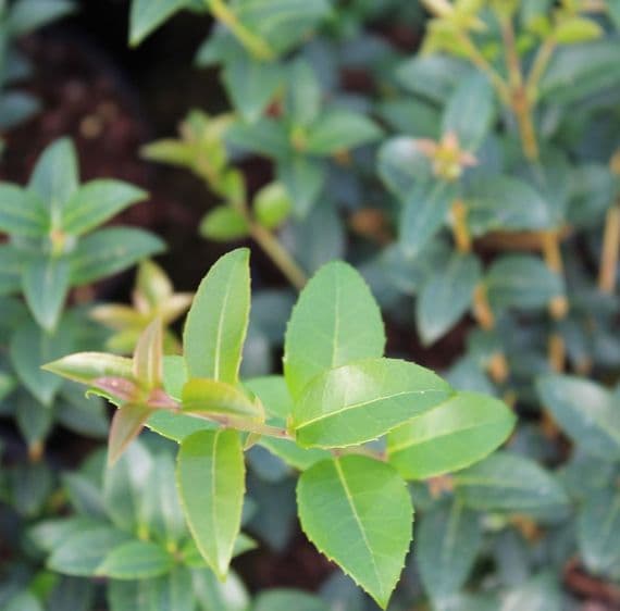 Osmanthus x Burkwoodii 3 Litre