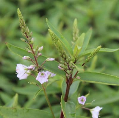 Parahebe Pink Avalanche 2 Litre