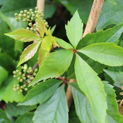 Parthenocissus quinquefolia Engelmannii (Virginia Creeper) 3 Litre
