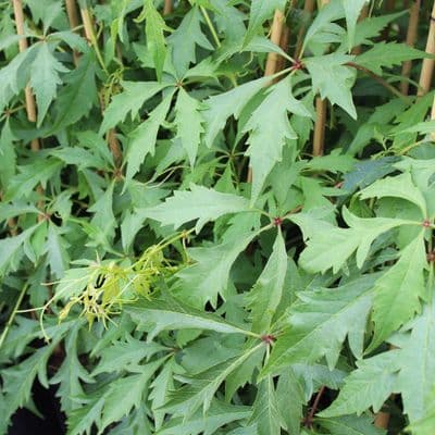 Parthenocissus quinquefolia Kirigami (Virginia Creeper) 3 Litre