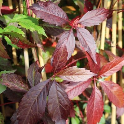 Parthenocissus quinquefolia (Virginia Creeper) 3 Litre