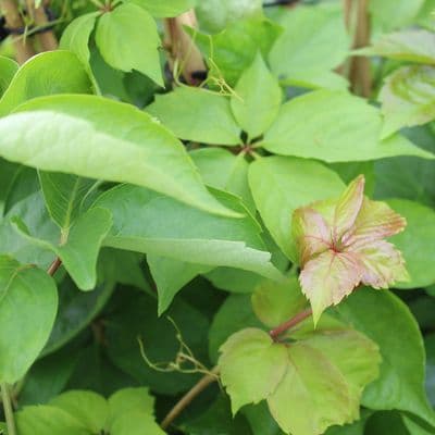 Parthenocissus quinquefolia Yellow Wall (Virginia Creeper) 3 Litre