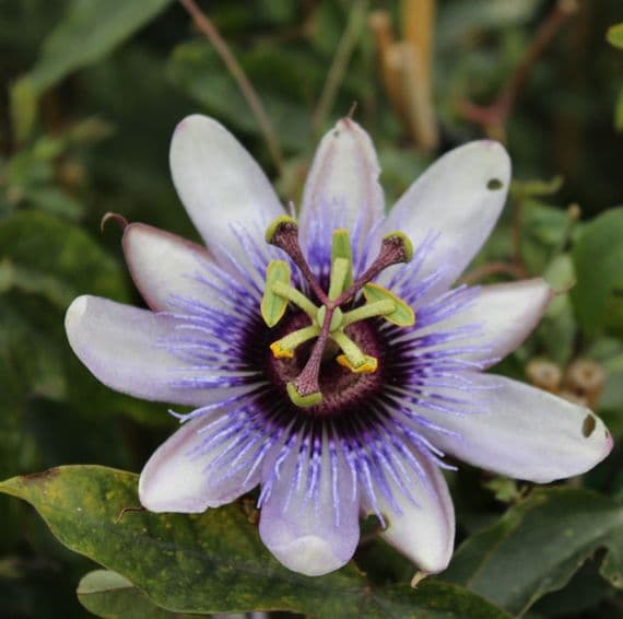 Passiflora Betty Myles Young 3 Litre