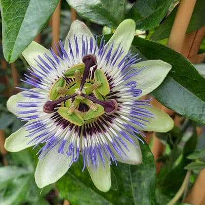 Passiflora Caerula