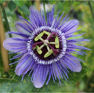 Passiflora Purple Haze 3 Litre