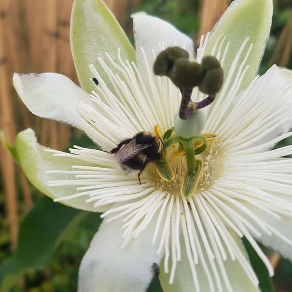 Passiflora Snow Queen 3 Litre