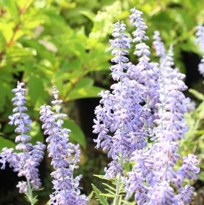 Perovskia atriplicfolia Lacey Blue x 3 Litre