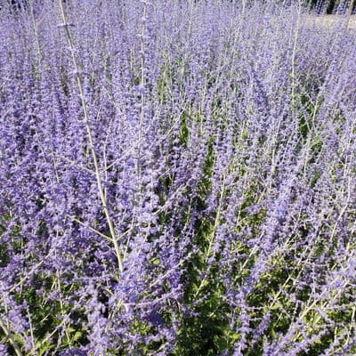 Perovskia Blue Spire 3 Litre