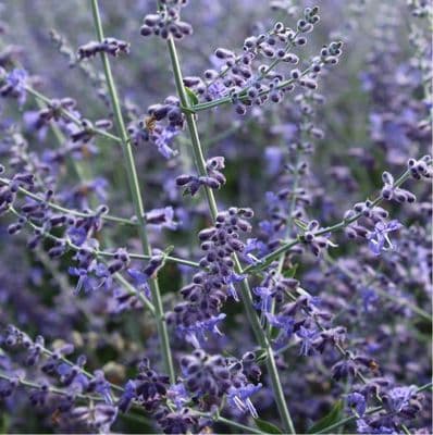 Perovskia Crazy Blue 3 Litre