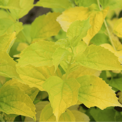 Philadelphus coronarius Aureus 3 Litre