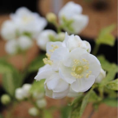 Philadelphus Innocence 3 Litre