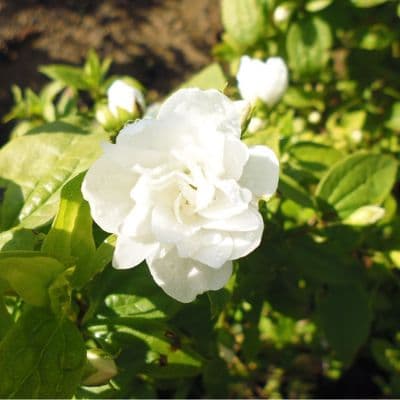 Philadelphus Manteau d'Hermine 3 Litre
