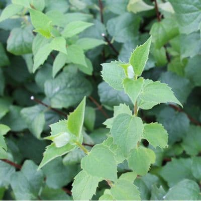 Philadelphus Minnesota Snowflake 3 Litre