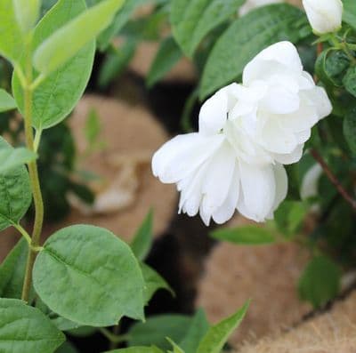 Philadelphus Snowbelle 3 Litre