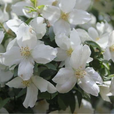 Philadelphus Starbright x 3 Litre