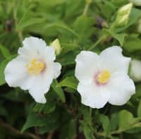 Philadelphus x lemoinei Belle Etoile 3 Litre
