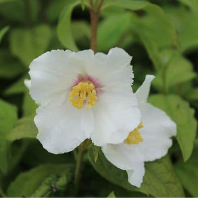 Philadelphus x lemoinei Belle Etoile 3 Litre