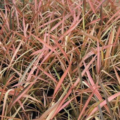 Phormium Rainbow Sunrise 3 Litre