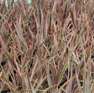Phormium tenax Rainbow Queen (syn. Maori Queen) 3 Litre