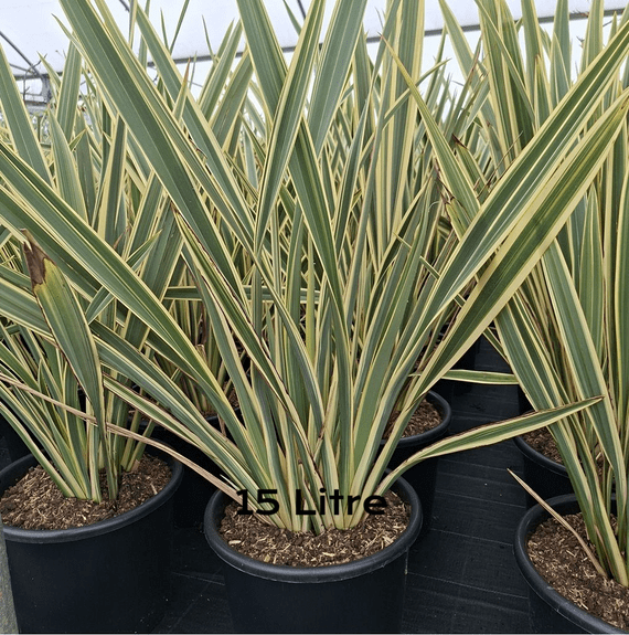 Phormium tenax variegata