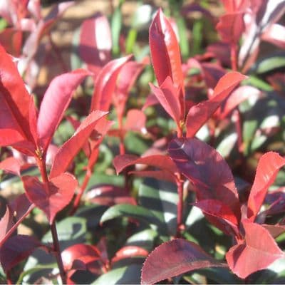 Photinia Carre Rouge 3 Litre