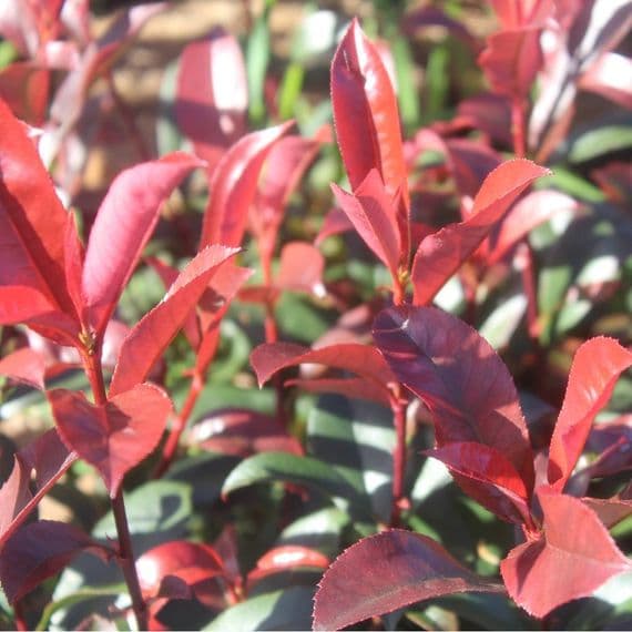 Photinia Carre Rouge 3 Litre