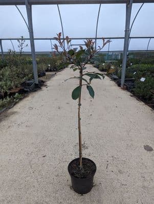 Photinia Red Robin Lollipop