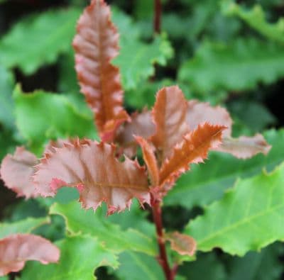 Photinia serratifolia Crunchy 3 Litre