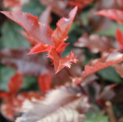 Photinia x fraseri Magical Volcano 3 Litre