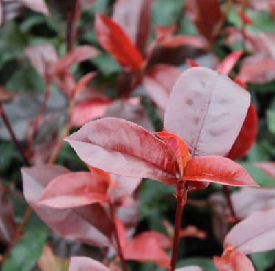 Photinia x fraseri Red Robin 3 Litre